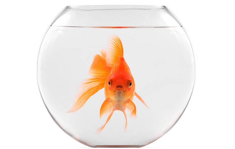 A fish