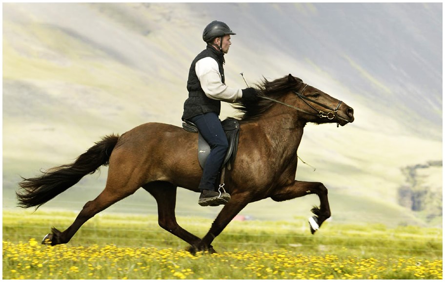 A Horse