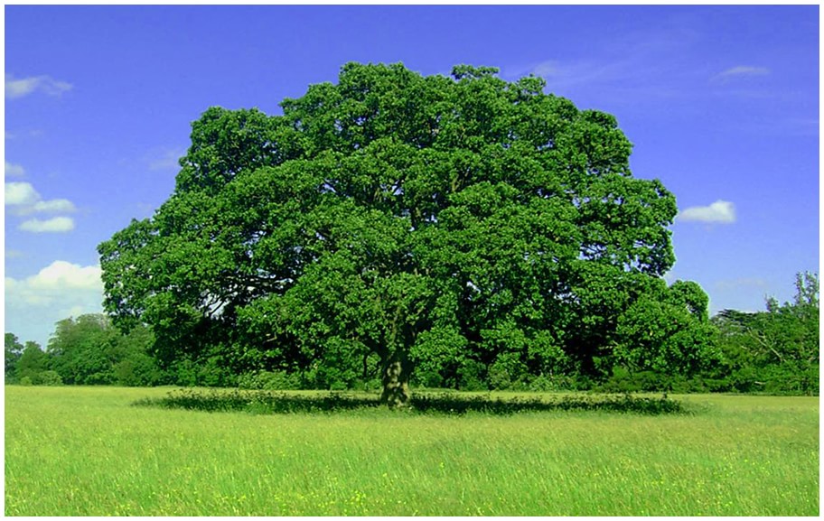 Under the Tree