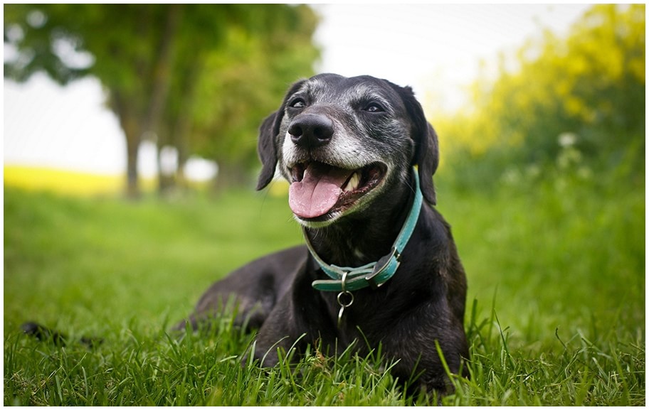 your dog