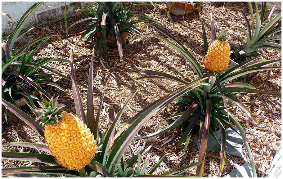 A Pineapple from the Lost Gardens of Heligan